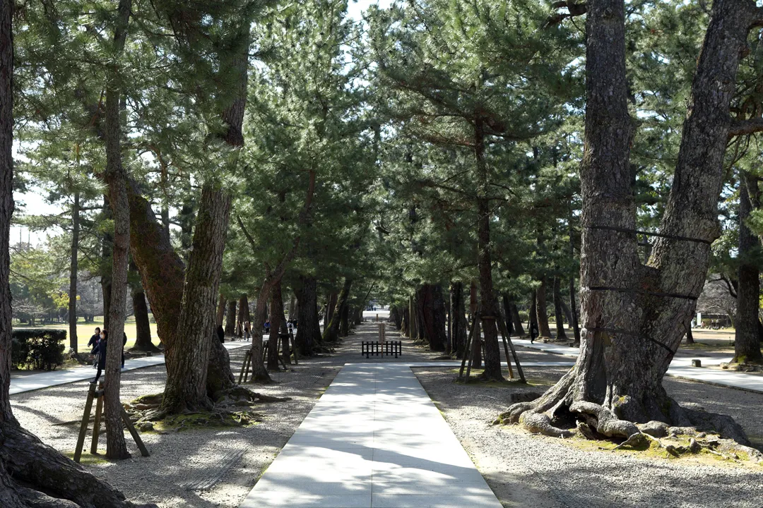 Main path in Izumo Grand Shrine