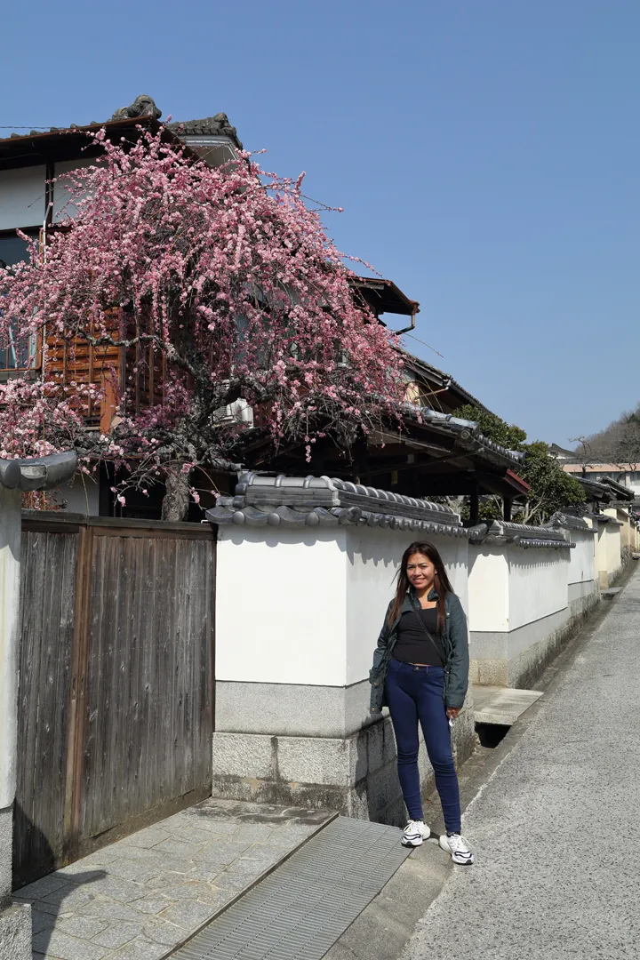 Flowering tree in Takahashi