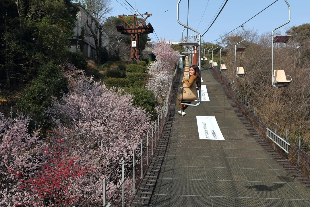 View of cherry blossoms from the chair lift