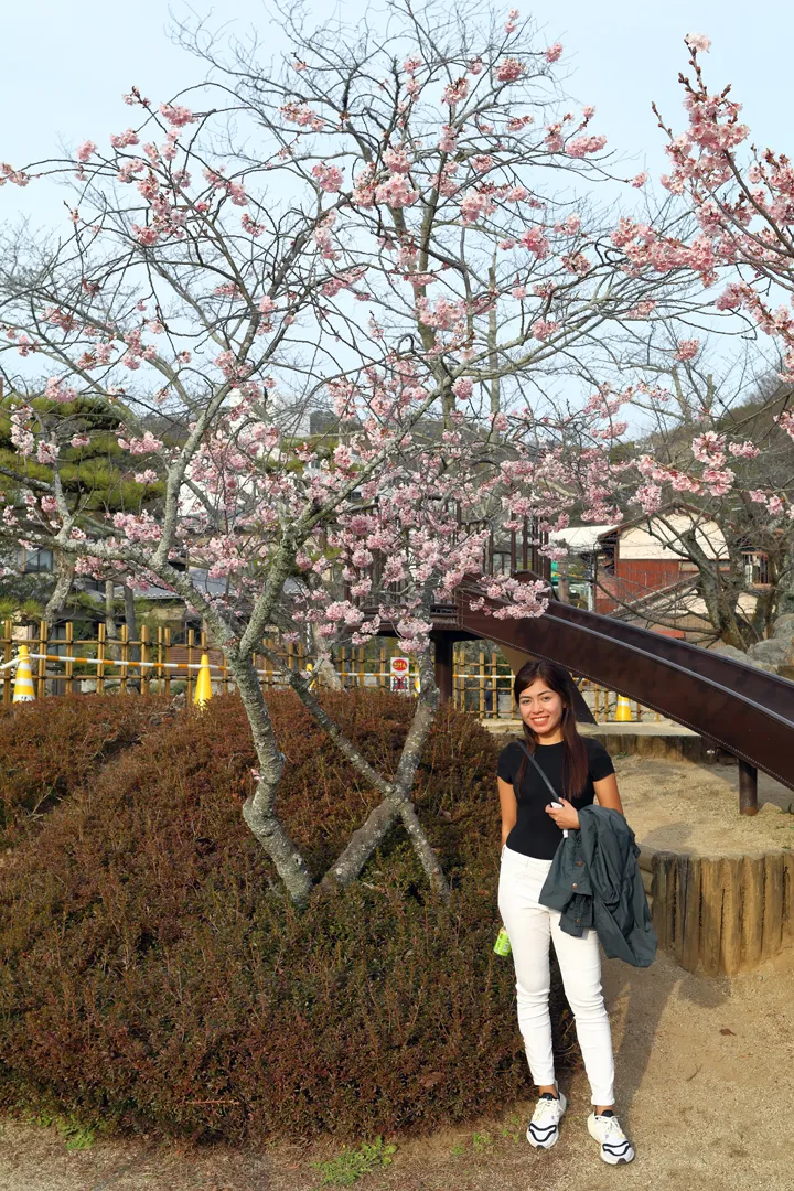 A cherry tree in the playground