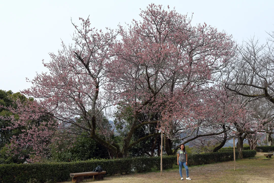 Cherry tree at Uwajima Castle