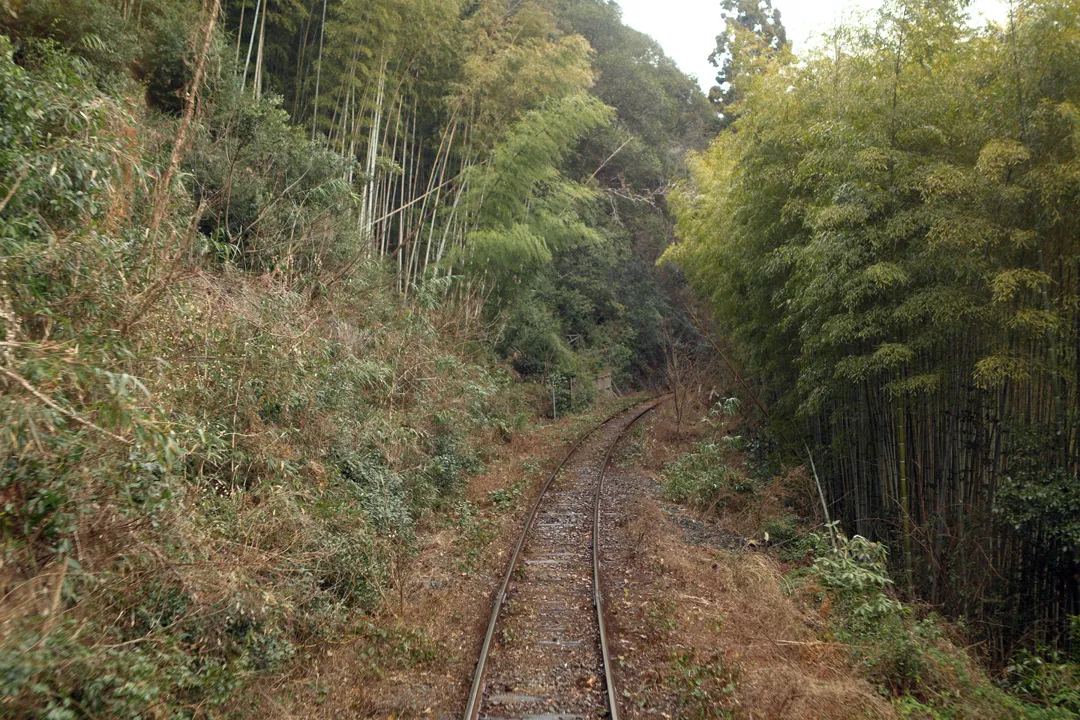 Passing through a bamboo grove