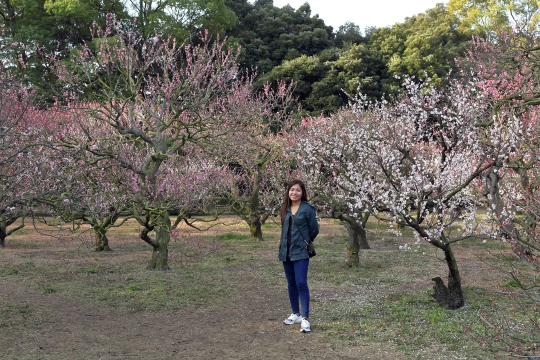 Plum flowers in Ritsurin Garden