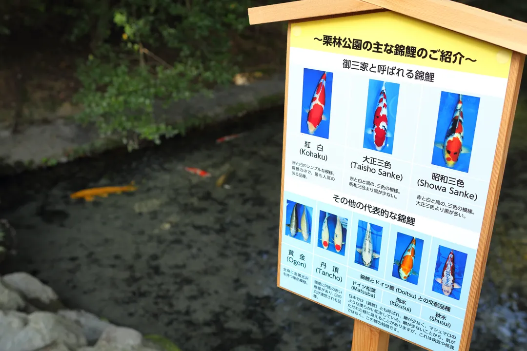 A sign illustrating the differences among various types of koi