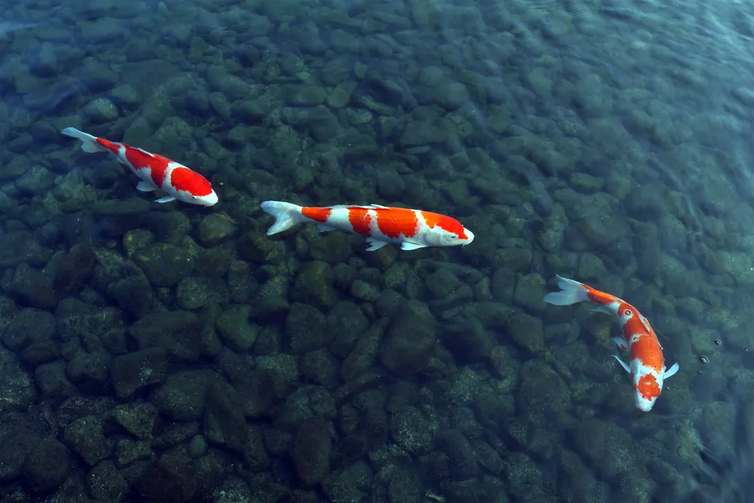 Three koi in a line