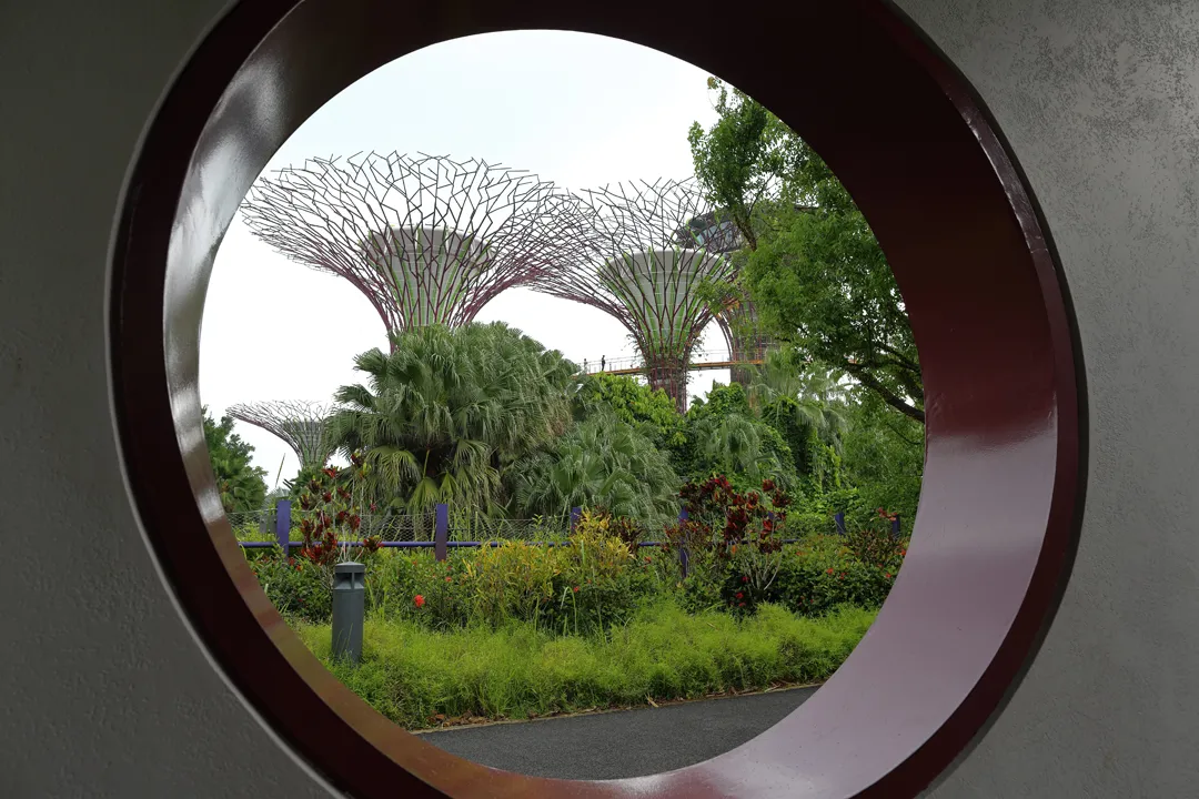 The Supertree Grove