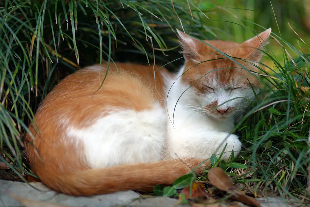 A cat outside the pagoda